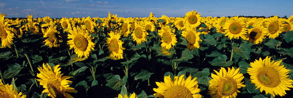 ÉÁÖÎè»á¹ÙÍø-×·Çó¿µ½¡,ÄãÎÒÒ»ÆðÉú³¤